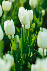 Spring background with white tulips flowers. beautiful blossom tulips field. spring time. banner, copy space
