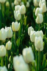 Spring background with white tulips flowers. beautiful blossom tulips field. spring time. banner, copy space

