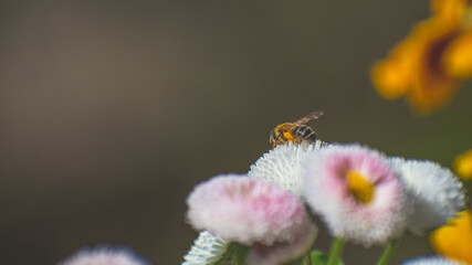 beautiful flowers bloom in spring