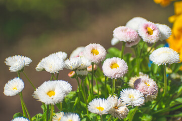 Fototapeta premium beautiful flowers bloom in spring