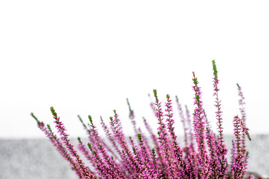 Pink lavender flowers close-up