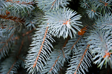 Naklejka na ściany i meble fir tree nature closeup coniferous background, pine