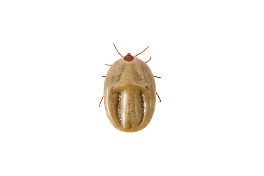 tick dog isolated on white background.