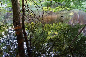 Fototapeta premium summer reflection of fresh green beech leaves and warm sunlight in calm water 