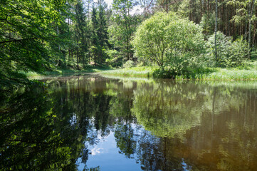 reflection of green trees in calm water of a remote lake in the magical forest