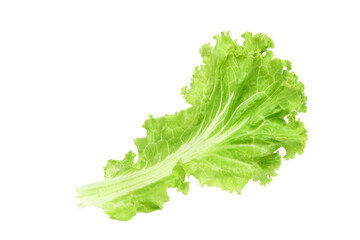 Fresh Lettuce isolated on white background