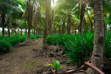 coconut farm view