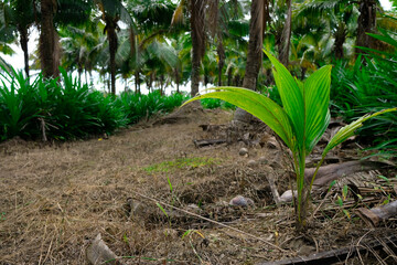 coconut farm view with baby coconut
