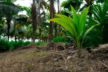 coconut farm view with baby coconut