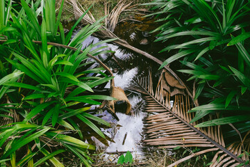 Pandan in coconut farm canal