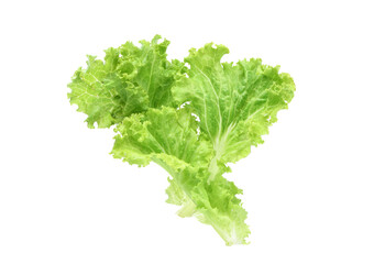 Fresh Lettuce isolated on white background