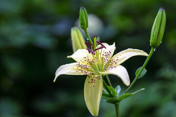 Light yellow lily flower in the garden broken leaf by rain. Macro