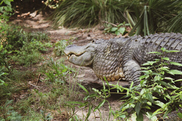 alligator in the swamp