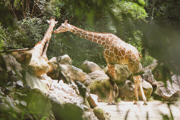 giraffe in the wild