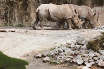 Fototapeta premium rhino in the zoo