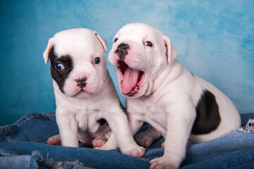 Two funny American Bullies puppies on blue jeans background