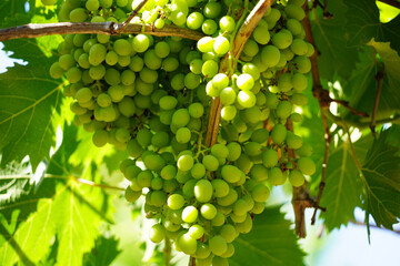 grapes on the vine