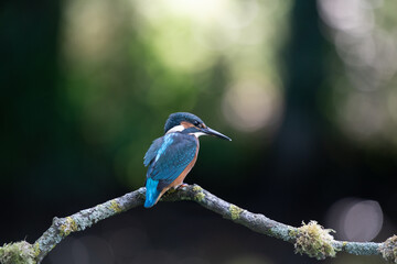 A juvenile kingfisher on a perch  (Alcedo atthis) with a dappled green background