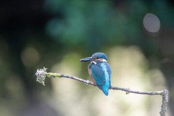 A juvenile kingfisher on a perch  (Alcedo atthis) with a dappled green background