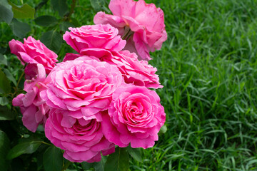 Lovely pink roses bloom as a bouquet on a background of grass in the garden in summer.