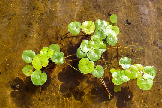 Aquatic plant frogbit floats on the surface of clean river water