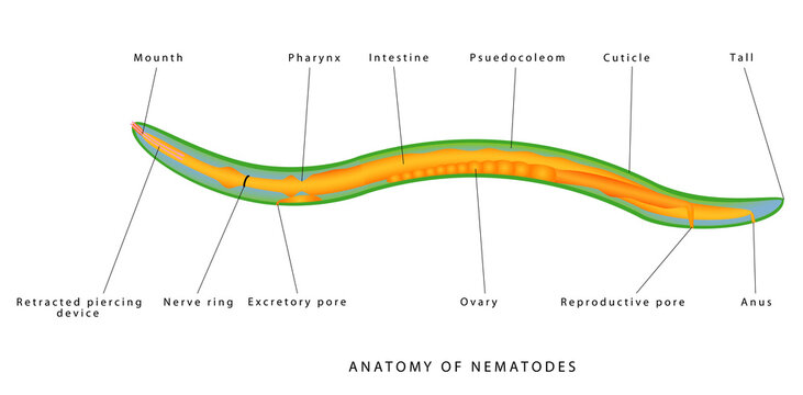 Internal anatomy of a nematode. Pseudocoel – Mesoderm muscle lined ectoderm Complete digestive tract Organs are within pseudocoel Syncytial. Zoology. Animal morphology