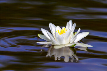 European white water lily in lake water macro