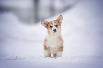 Cute red and white welsh corgi pembroke puppy sitting on snow-covered tiles against the backdrop of a frosty winter landscape