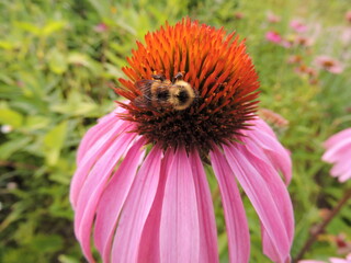 bee on a purple flower