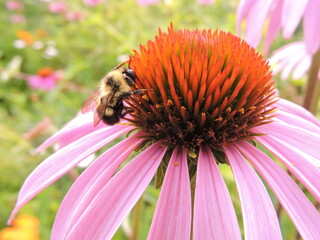 Bumblebee pollinating a purple flower
