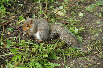 A Tiny Grey Squirrel Feeding on a Woodland Nut.