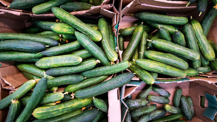 Long fresh green cucumbers lying in carton box at countryside market