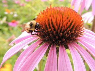 Bumblebee pollinating a purple wildflower 