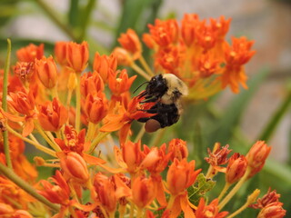 Bumble bee pollinating an orange wildflower