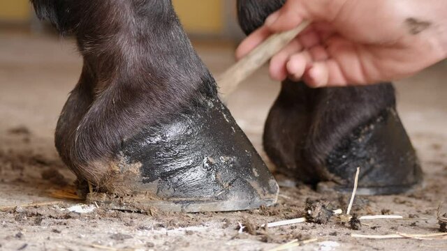 Female hand conditioning horse's hoof with a brush and hoof conditioning oil. (slow motion)