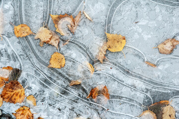 Frozen puddle with fallen autumn leaves