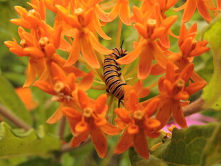 Monarch caterpillar on butterfly weed 