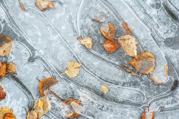 Frozen puddle with fallen autumn leaves