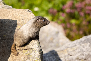 Baby marmots enjoying themselves on a hot summer's day in the Mt Rainier National Park in Washington State