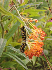 Monarch caterpillar on butterfly weed 