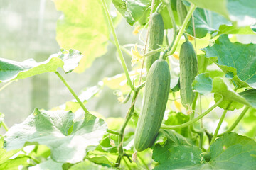 Young plants, flowering cucumbers in the sun, close-up on a background of green leaves. Young cucumbers on a branch in the greenhouse. High quality photo