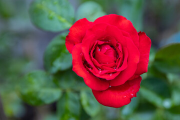 Red Roses on a bush in a garden. Thailand