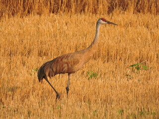 Sandhill crane in field