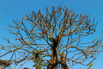 tree against sky