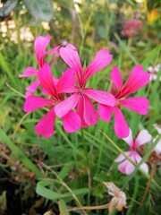 pink flower in the garden