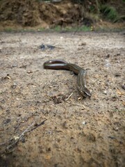 Kleine Blindschleiche auf dem warmen Waldweg 
