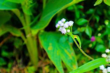 lily of the valley in the garden