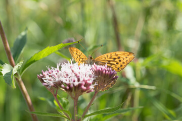 Male silver-washed fritillary butterfly (Argynnis paphia).
