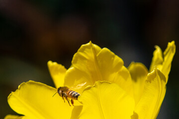 Macro of vibrant yellow daffodil flowers with a honeybee feeding from the nectar of the flowers. The sun is shining on the spring flower as the bee extracts pollen from the center of the daffodil.