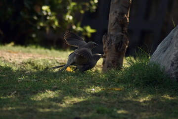Jungle Babbler 